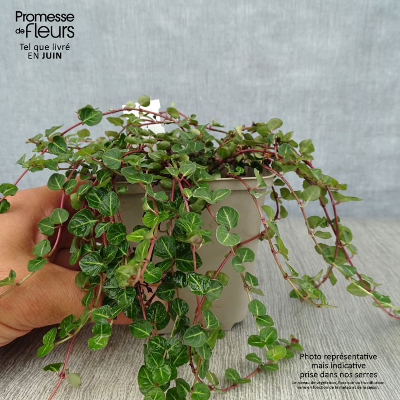 Esemplare di Mitchella repens Vasetto da 8/9 cm consegnato in estate