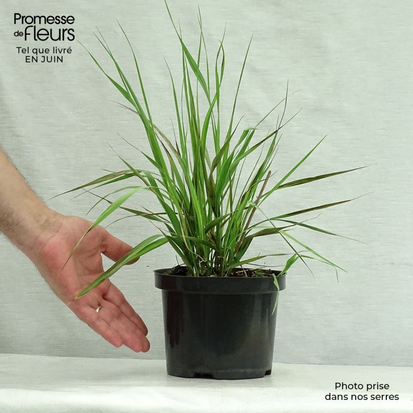 Esemplare di Molinia caerulea subsp. arundinacea Karl Foerster Vaso da 2L/3L consegnato in estate