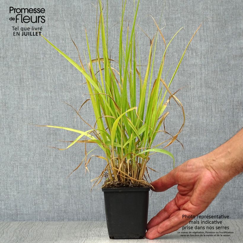 Esemplare di Molinia caerulea subsp. arundinacea Windsaule Vasetto da 8/9 cm consegnato in estate