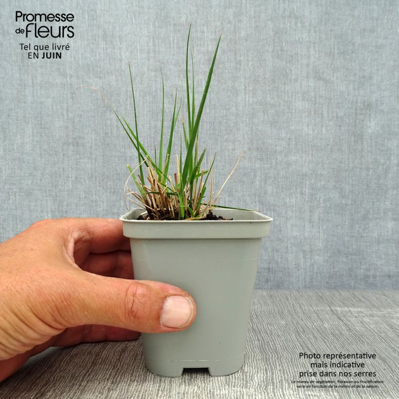Esemplare di Molinia caerulea Edith Dudszus Vasetto da 8/9 cm consegnato in estate