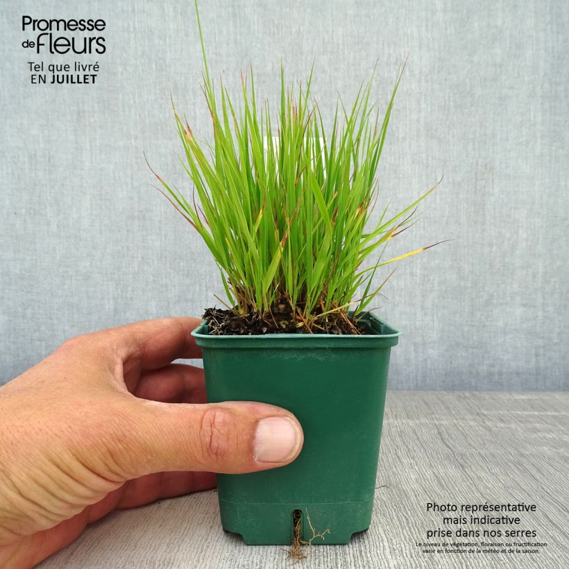 Esemplare di Molinia caerulea Heidezwerg Vasetto da 8/9 cm consegnato in estate