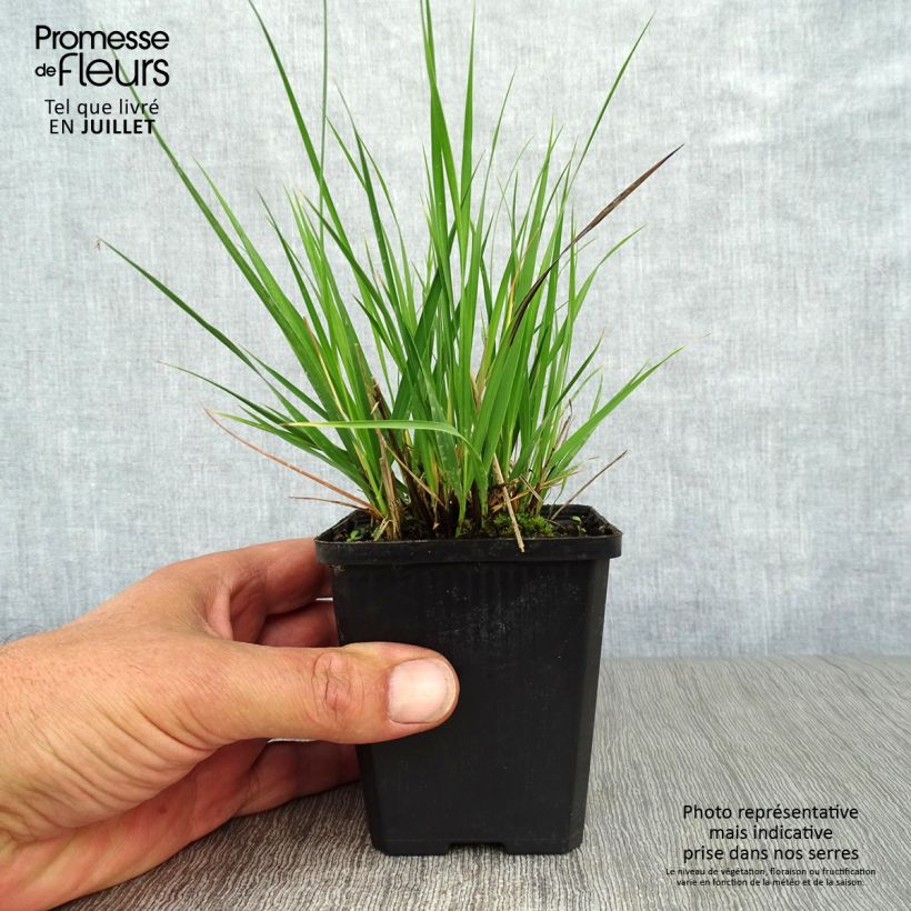 Esemplare di Molinia caerulea Moorhexe Vasetto da 8/9 cm consegnato in estate