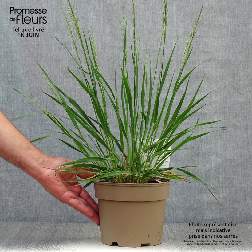 Esemplare di Molinia caerulea Moorhexe Vaso da 2L/3L consegnato in estate