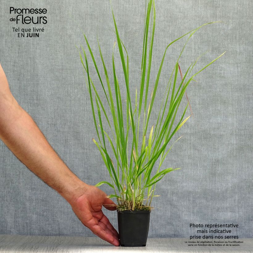 Esemplare di Molinia caerulea subsp. arundinacea Skyracer Vasetto da 8/9 cm consegnato in estate