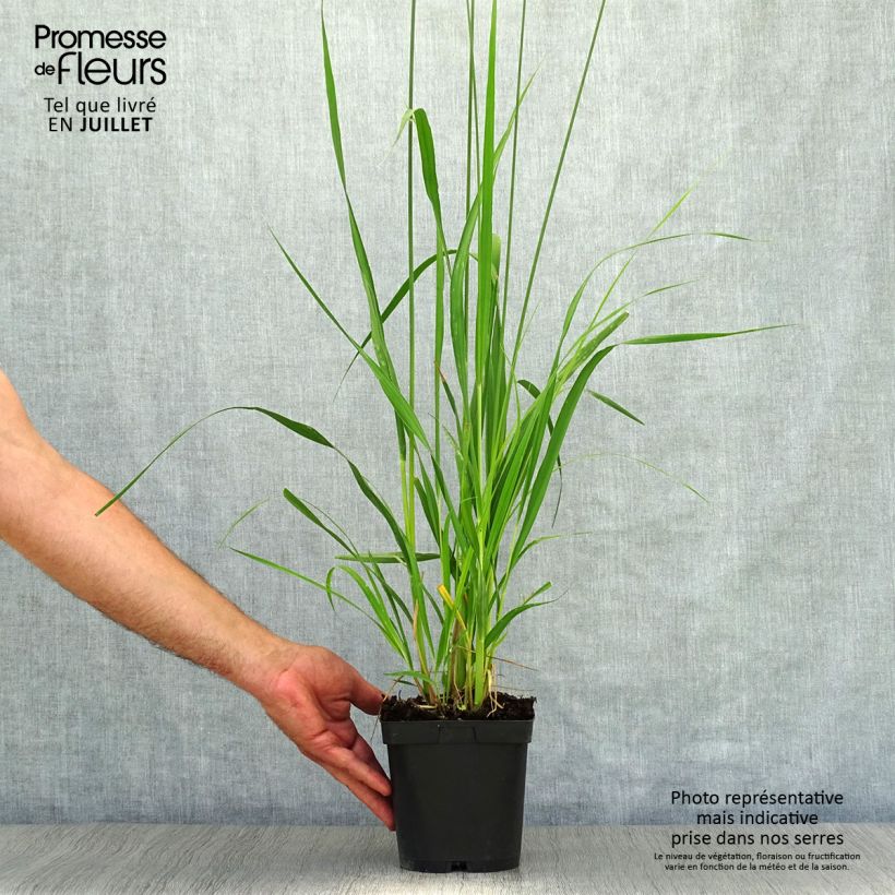 Esemplare di Molinia caerulea subsp. arundinacea Skyracer Vaso da 2L/3L consegnato in estate