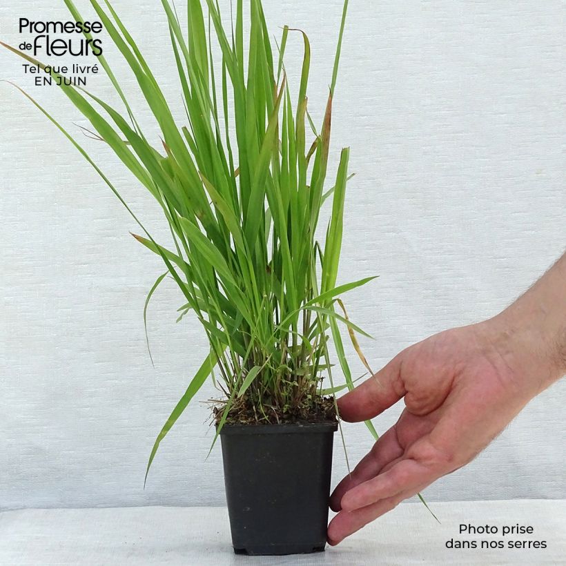 Esemplare di Molinia caerulea subsp. arundinacea Transparent Vasetto da 8/9 cm consegnato in estate
