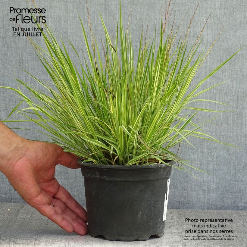 Esemplare di Molinia caerulea subsp. caerulea Variegata Vaso da 2L/3L consegnato in estate