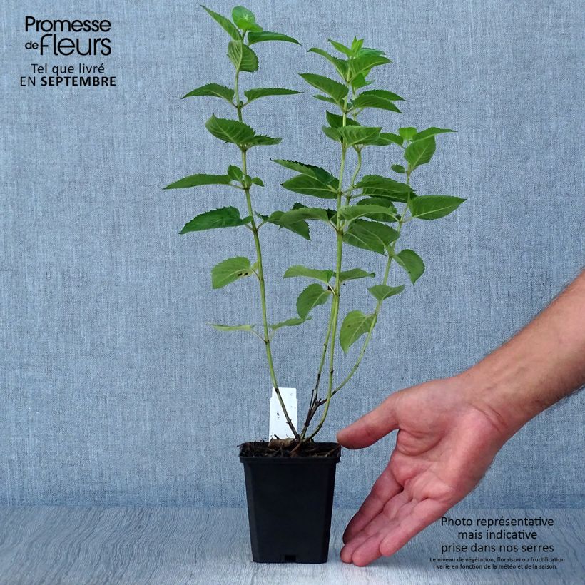 Esemplare di Monarda fistulosa Tetraploid Vasetto da 8/9 cm come consegnato in autunno