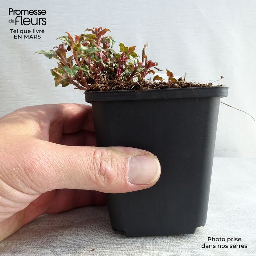 Monarda didyma Croftway Pink - Monarda Vasetto da 8/9 cm esemplare consegnato in primavera