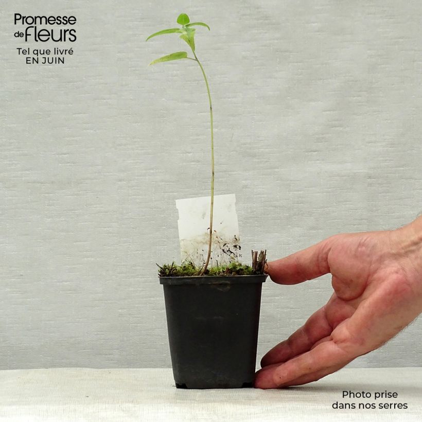 Esemplare di Monarda Mohawk - Monarda Vasetto da 8/9 cm consegnato in estate