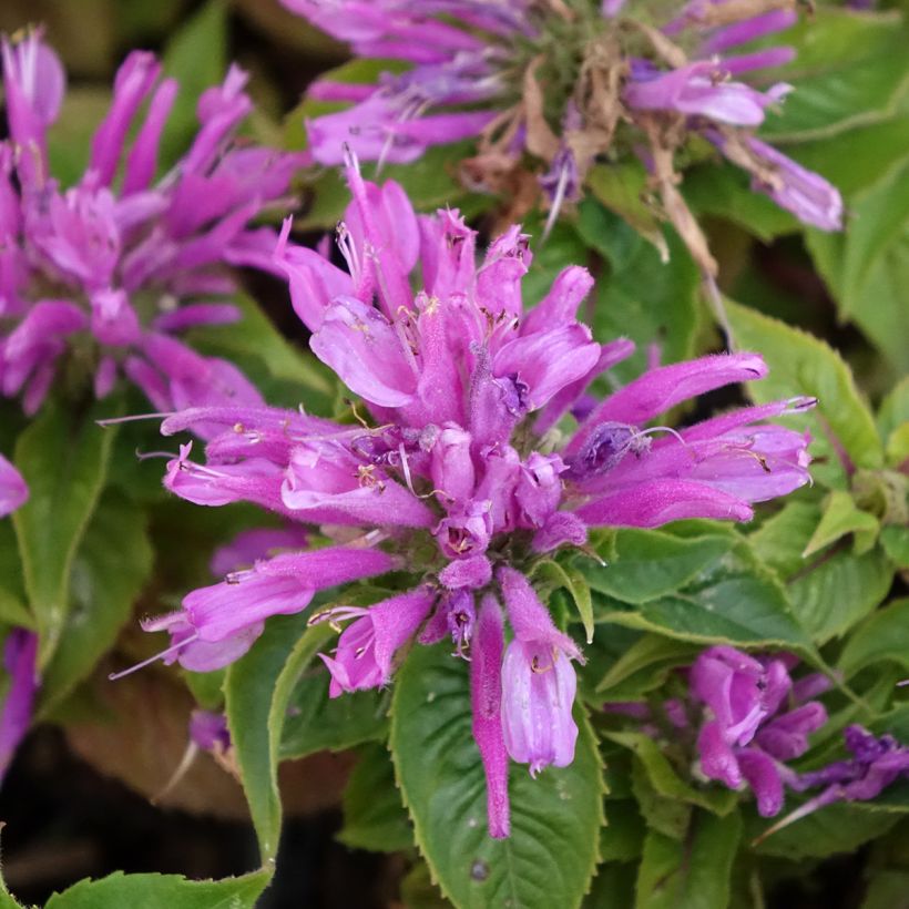 Monarda Petite Delight - Monarda (Fioritura)