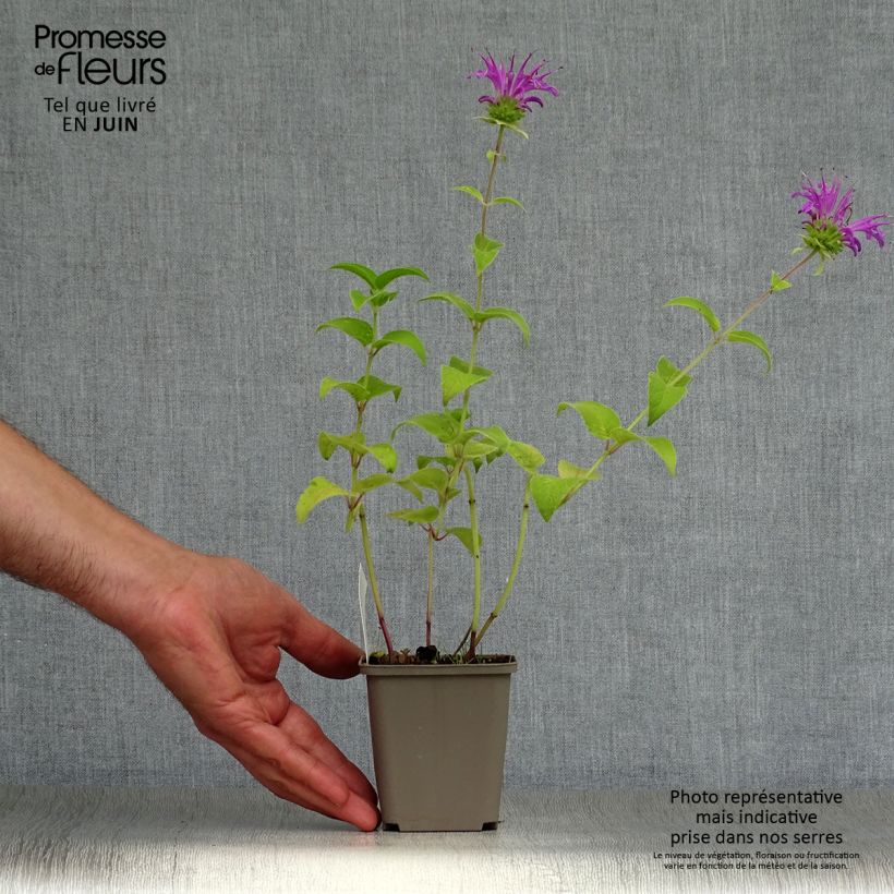 Esemplare di Monarda Prärienacht - Monarda Vasetto da 8/9 cm consegnato in estate