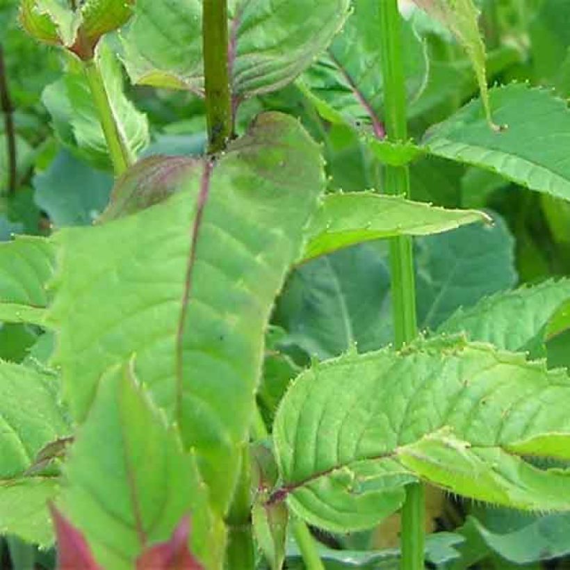 Monarda Scorpion (Fogliame)