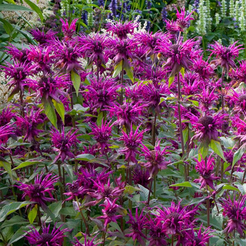 Monarda Scorpion (Fioritura)