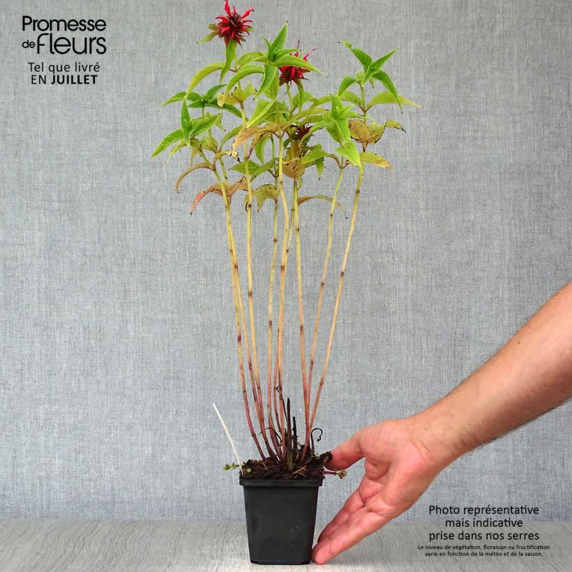 Esemplare di Monarda Squaw Vasetto da 8/9 cm consegnato in estate