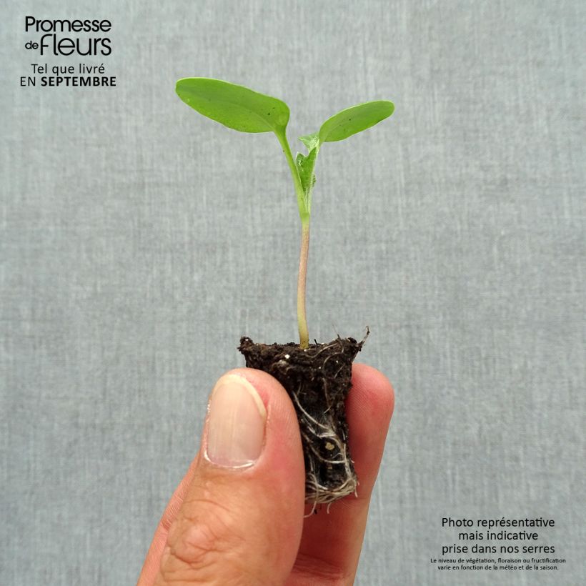 Esemplare di Lunaria annua - Moneta del Papa Mini zolla Ø 1,5/2,5 cm come consegnato in autunno