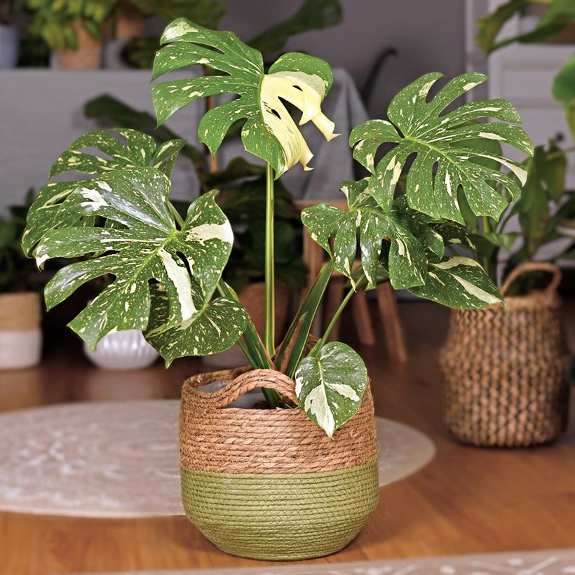 Monstera Thai Constellation (Porto)