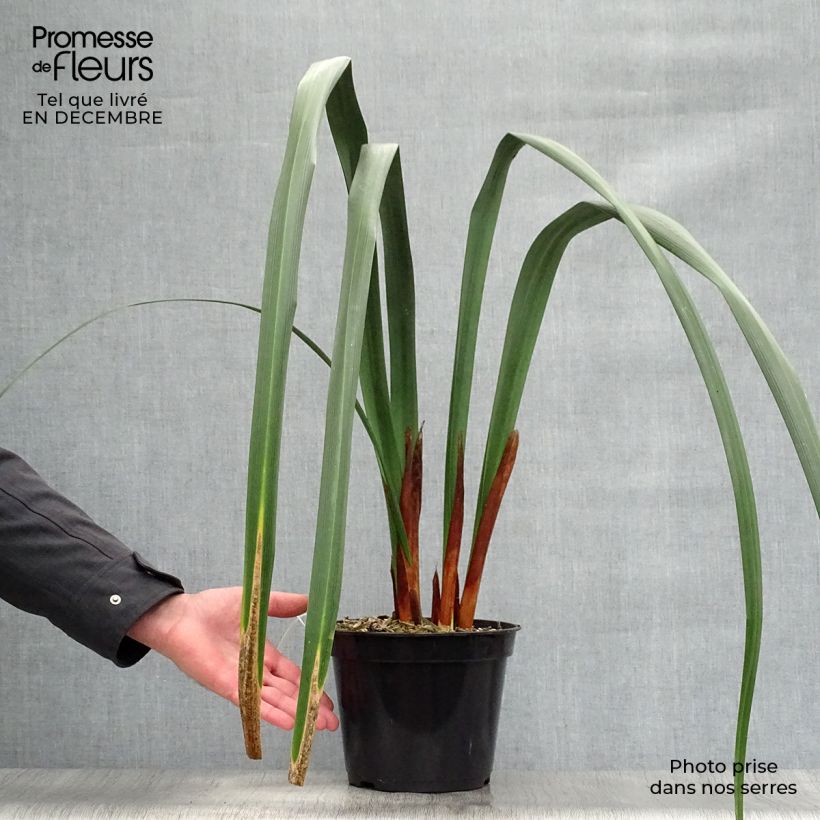 Moraea huttonii Vaso da 4L/5L esemplare consegnato in inverno