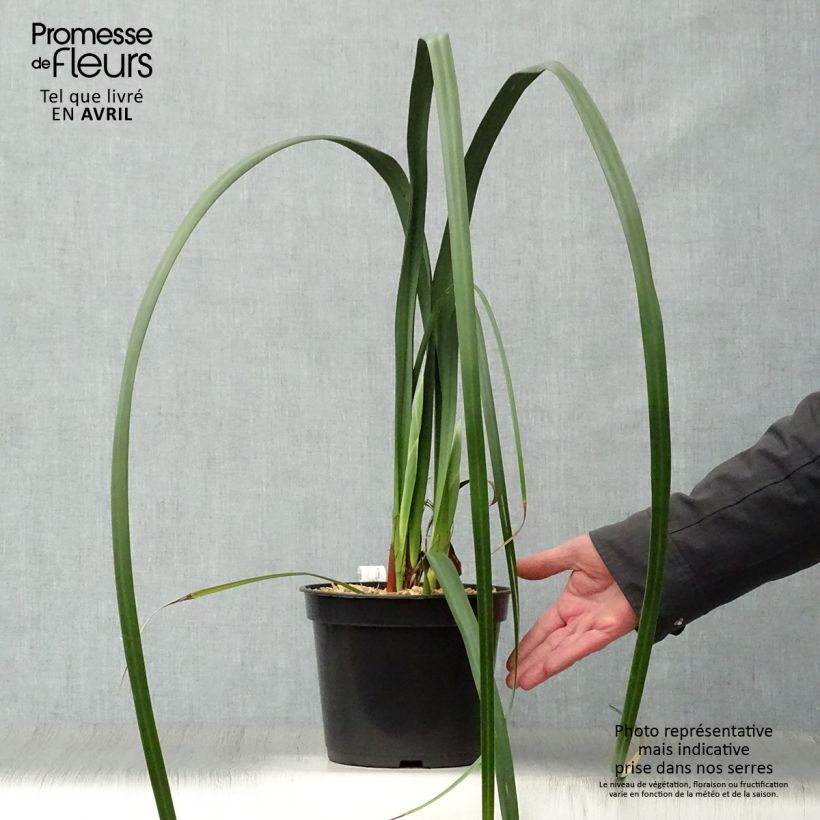 Moraea huttonii Vaso da 4L/5L esemplare consegnato in primavera