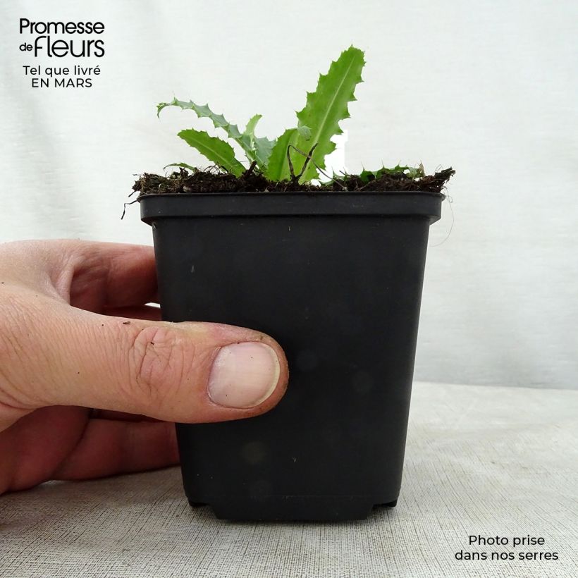 Morina longifolia Vasetto da 8/9 cm esemplare consegnato in primavera