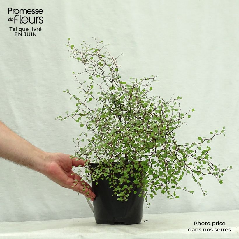 Esemplare di Muehlenbeckia astonii Vaso da 3L/4L consegnato in estate