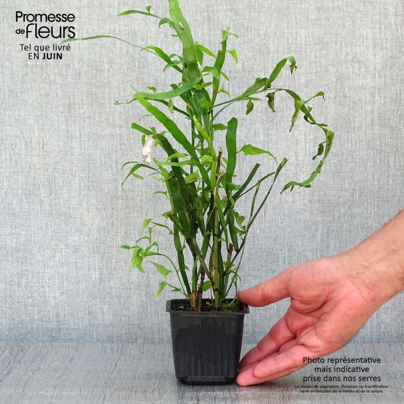Esemplare di Muehlenbeckia platyclada Vasetto da 8/9 cm consegnato in estate