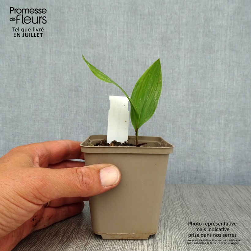 Esemplare di Convallaria majalis - Mughetto Vasetto da 8/9 cm consegnato in estate