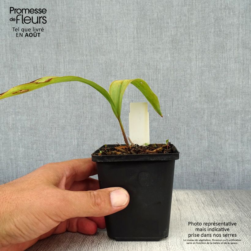 Esemplare di Convallaria majalis Rosea - Mughetto Vasetto da 8/9 cm consegnato in estate