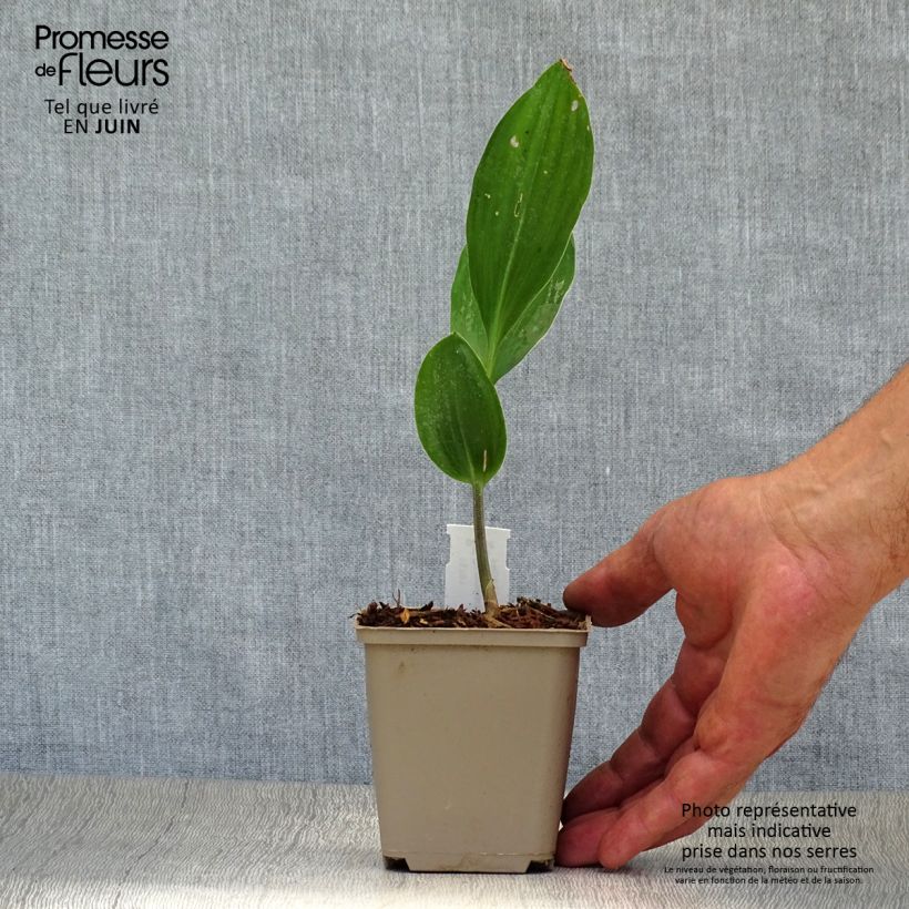Esemplare di Convallaria majalis Doreen - Mughetto Vasetto da 8/9 cm consegnato in estate