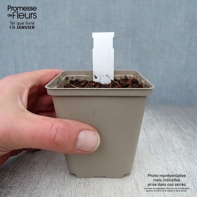 Convallaria majalis Bridal Choice - Mughetto Vasetto da 8/9 cm esemplare consegnato in inverno