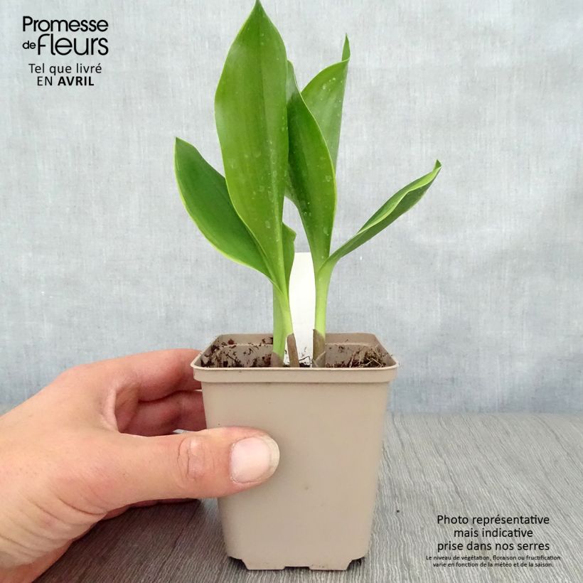 Convallaria majalis Bridal Choice - Mughetto Vasetto da 8/9 cm esemplare consegnato in primavera