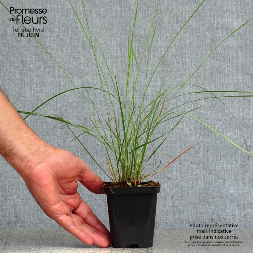 Esemplare di Muhlenbergia capillaris Vasetto da 8/9 cm consegnato in estate