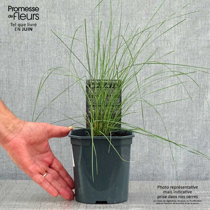 Esemplare di Muhlenbergia capillaris Vaso da 2L/3L consegnato in estate