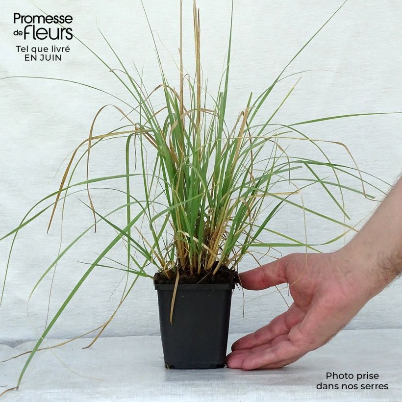 Esemplare di Muhlenbergia rigens Vasetto da 8/9 cm consegnato in estate
