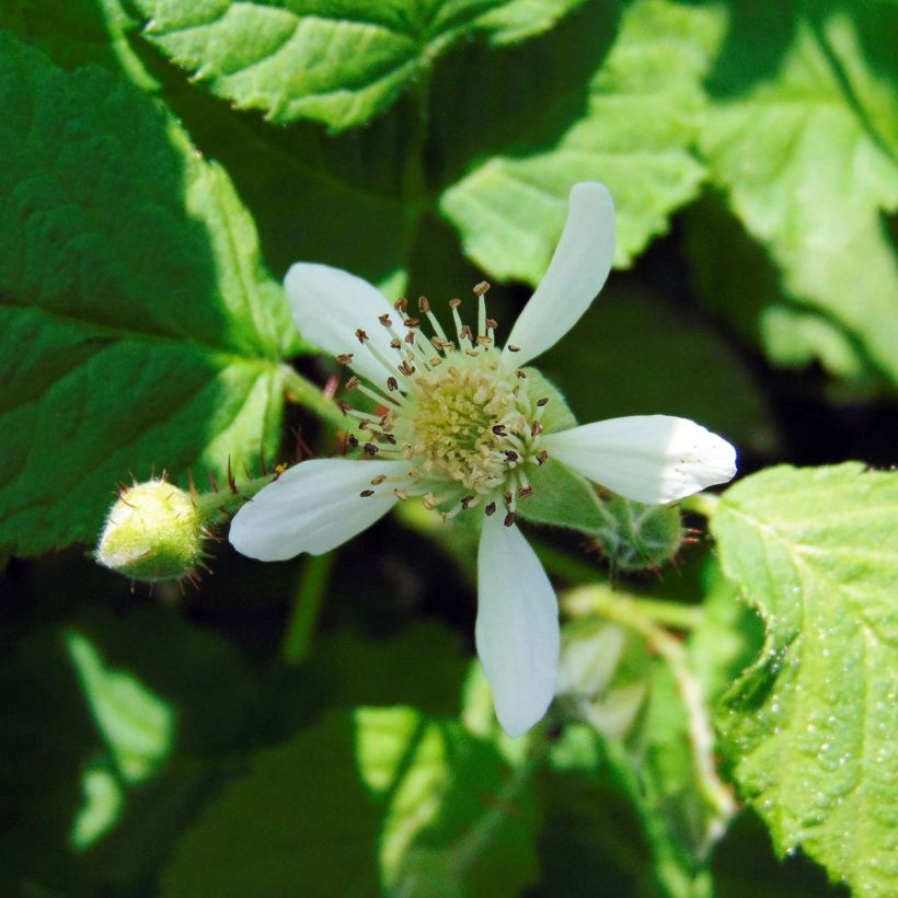 Mora ibrida Buckingham Tayberry Bio (Fioritura)