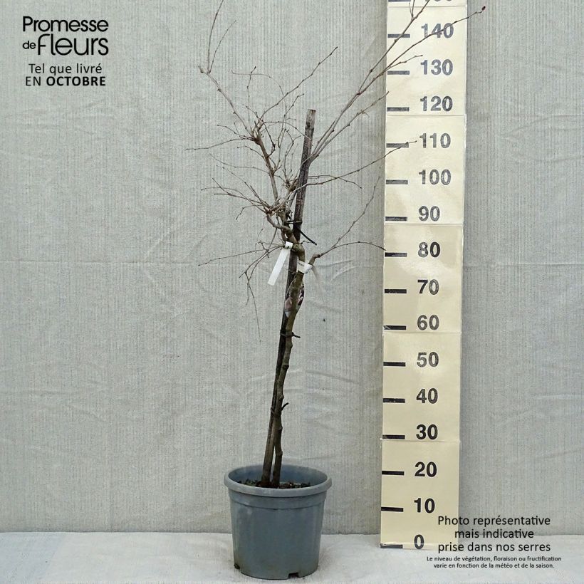 Esemplare di Morus rotundiloba Bonbonberry ‘Mojo Berry’ - Gelso Vaso da 7,5L/10L, Vaso impalcato basso come consegnato in autunno