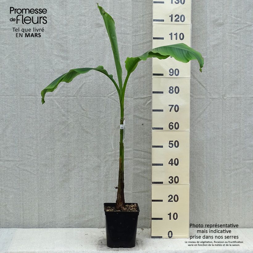 Musa basjoo Sakhalin - Banano giapponese Vaso da 4L/5L esemplare consegnato in primavera