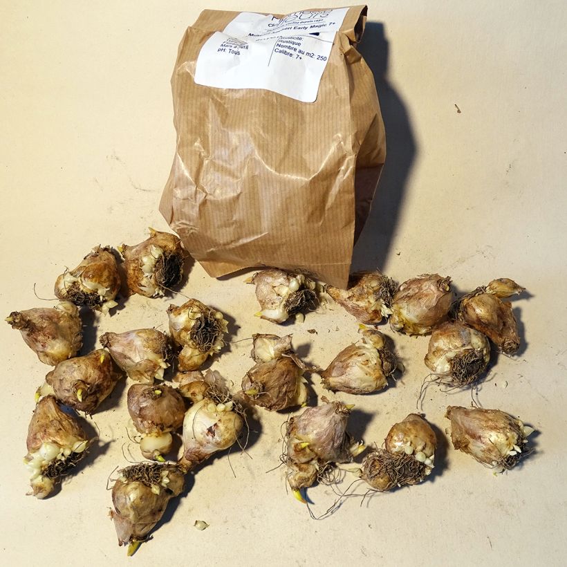 Esempio di esemplare Muscari aucheri Early Magic Bulbo taglia 7+ come consegnato