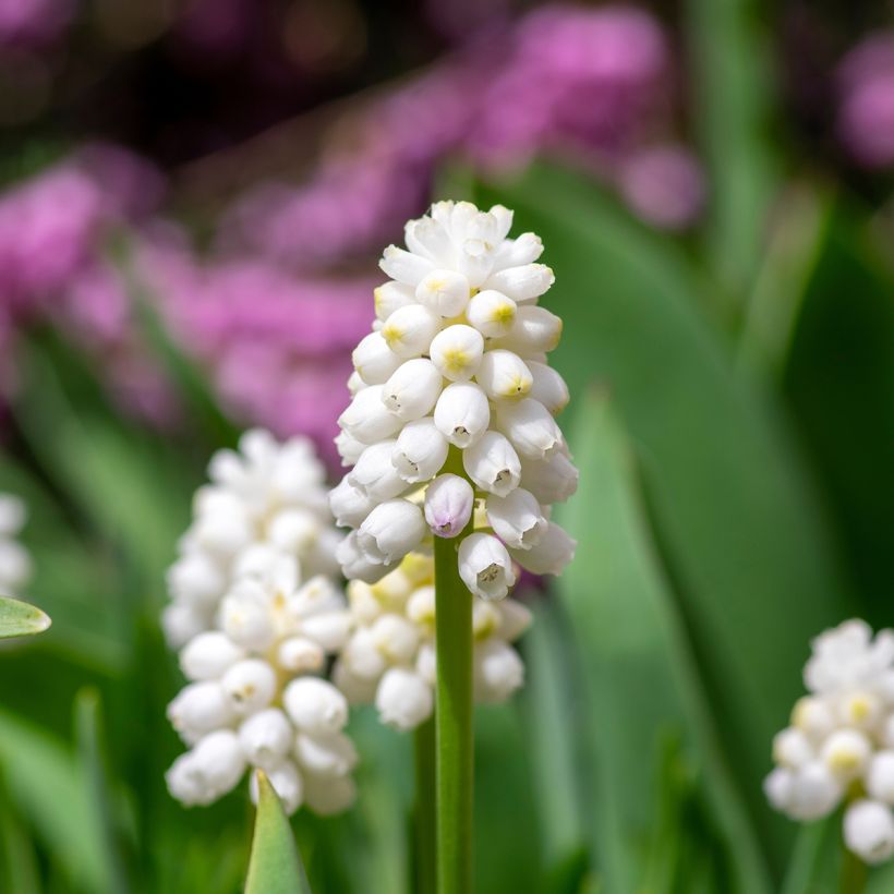 Muscari aucheri White Magic (Fioritura)