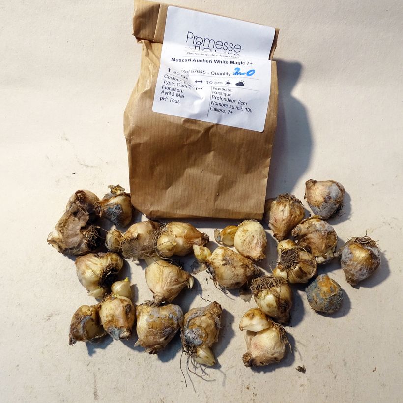 Esempio di esemplare Muscari aucheri White Magic Bulbo taglia 7+ come consegnato