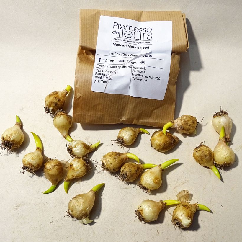 Esempio di esemplare Muscari aucheri Mount Hood Bulbo taglia 5+ come consegnato