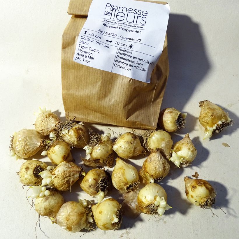 Esempio di esemplare Muscari armeniacum Peppermint Bulbo taglia 7+ come consegnato
