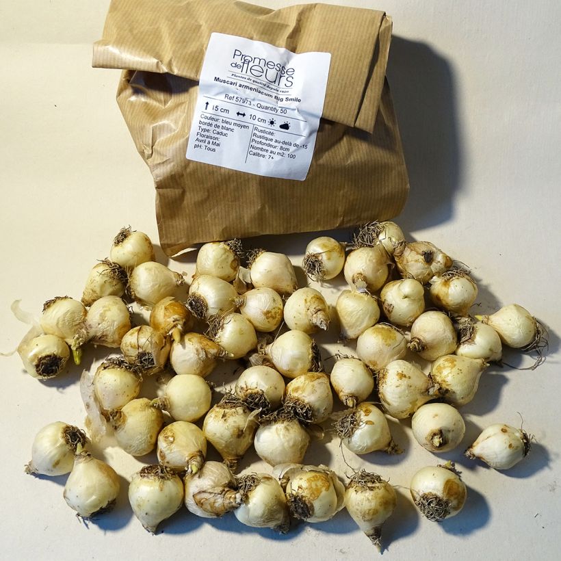 Esempio di esemplare Muscari armeniacum Big Smile Bulbo taglia 8+ come consegnato