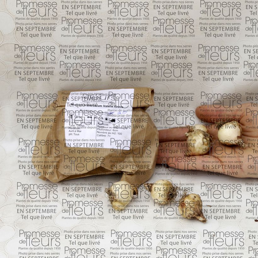 Esempio di esemplare Muscari armeniacum Valerie Finnis Bulbo taglia 7+ come consegnato
