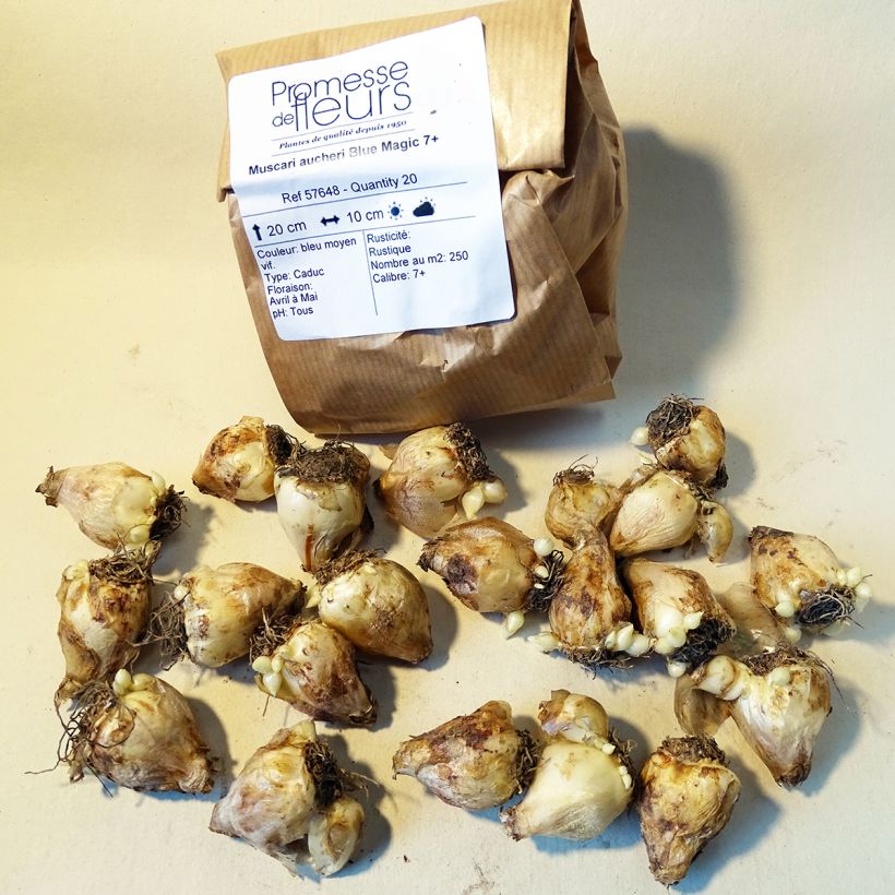 Esempio di esemplare Muscari aucheri Blue Magic Bulbo taglia 7+ come consegnato