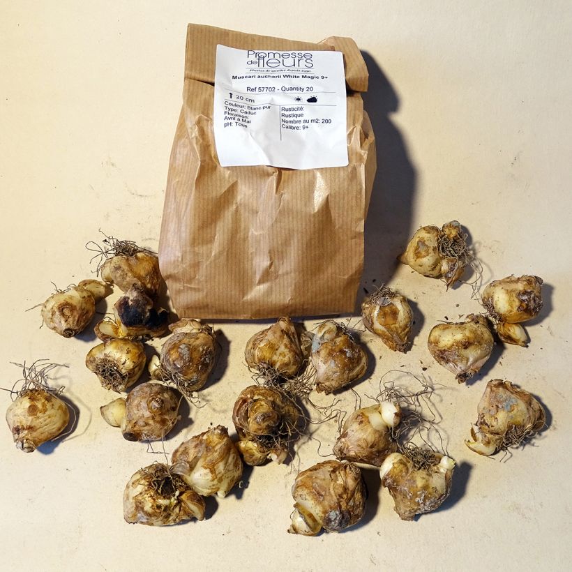 Esempio di esemplare Muscari aucheri White Magic Bulbo taglia 9+ come consegnato