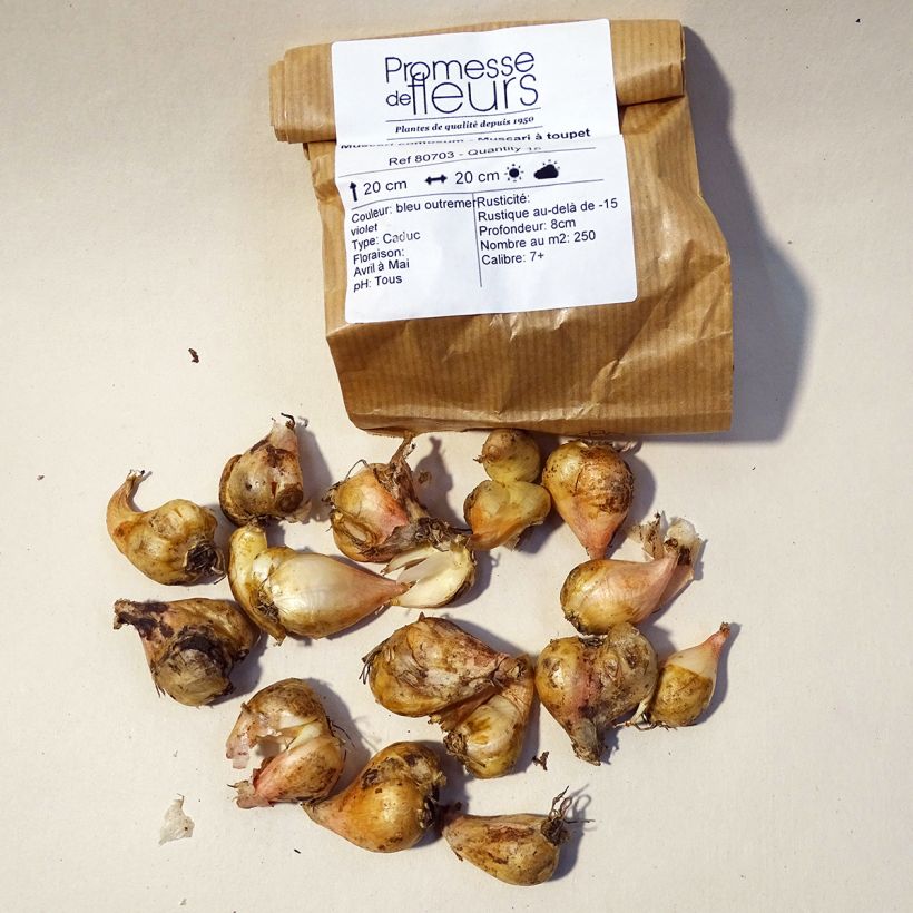 Esempio di esemplare Muscari comosum - Cipollaccio Bulbo taglia 5+ come consegnato