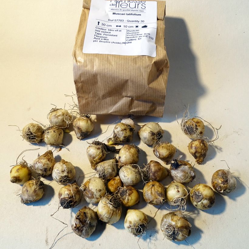 Esempio di esemplare Muscari latifolium Bulbo taglia 6+ come consegnato