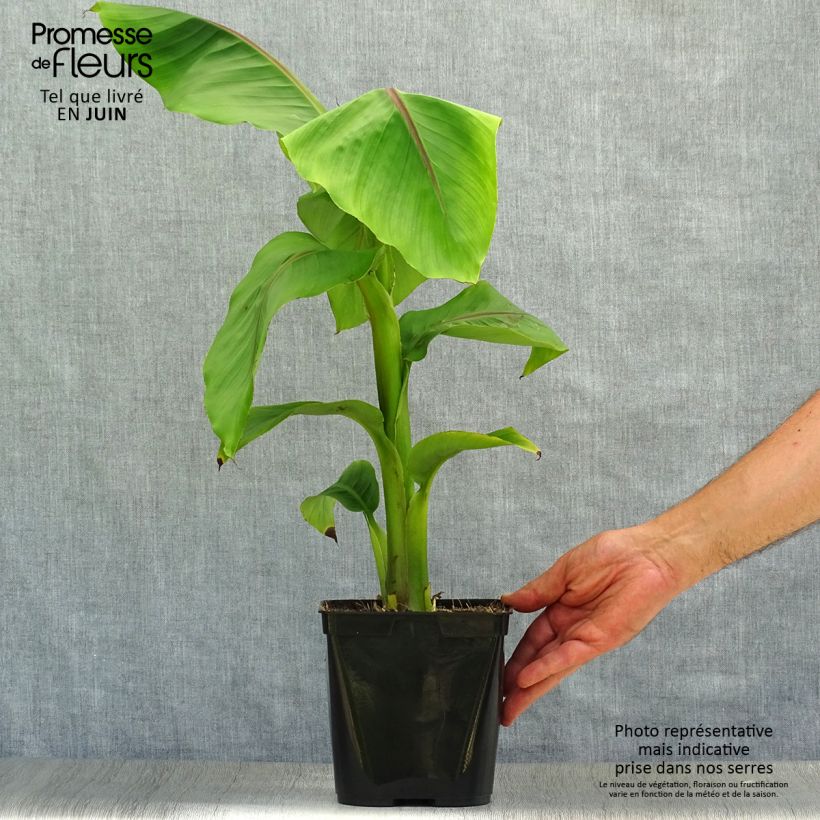 Esemplare di Musella lasiocarpa - Banano a fiore giallo Vaso da 2L/3L consegnato in estate