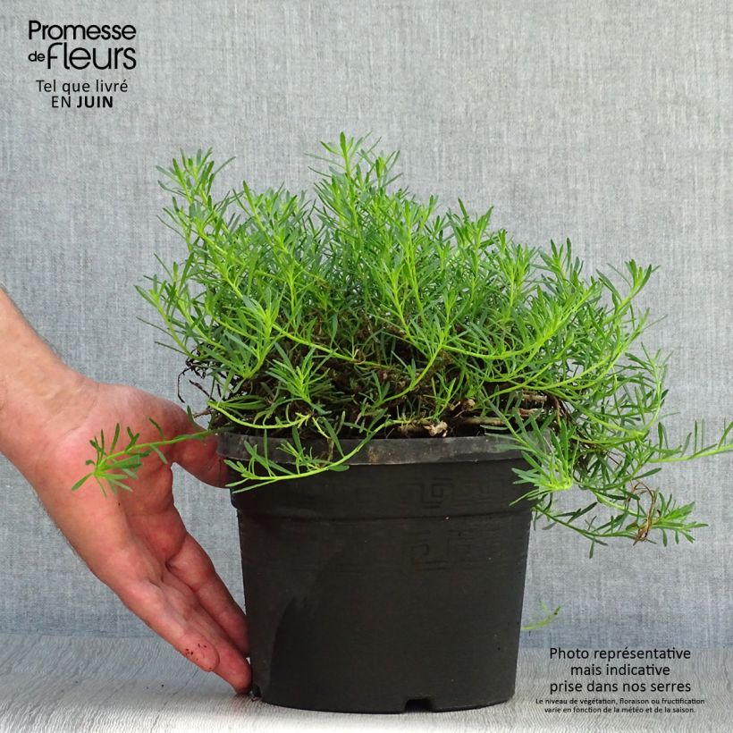 Esemplare di Myoporum parvifolium Fleurs roses Vaso da 3L/4L consegnato in estate
